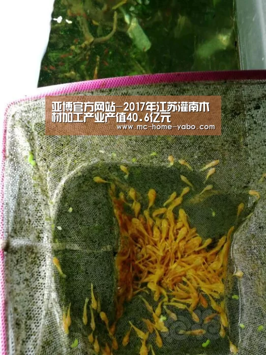 亚博官方网站-2017年江苏灌南木材加工产业产值40.6亿元(图4) 亚博体育